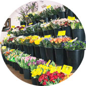 Schnittblumen